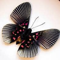 Load image into Gallery viewer, Pink Dotted Metalmark, Bottom Wings
